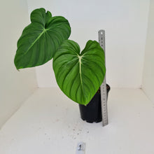 Load image into Gallery viewer, #1 Philodendron Pastazanum or Dean McDowell? - Rooted tip cutting