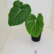 Load image into Gallery viewer, #1 Philodendron Pastazanum or Dean McDowell? - Rooted tip cutting