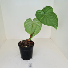 Load image into Gallery viewer, #1 Philodendron Pastazanum or Dean McDowell? - Rooted tip cutting