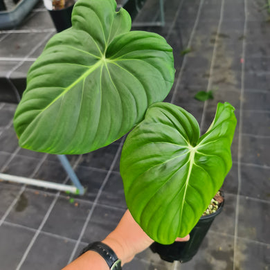 #1 Philodendron Pastazanum or Dean McDowell? - Rooted tip cutting