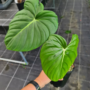 #1 Philodendron Pastazanum or Dean McDowell? - Rooted tip cutting