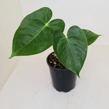 Load image into Gallery viewer, Anthurium Veitchii hybrid