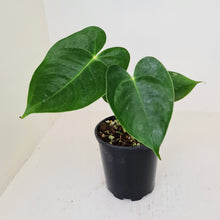 Load image into Gallery viewer, Anthurium Veitchii hybrid