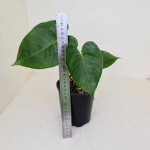 Load image into Gallery viewer, Anthurium Veitchii hybrid