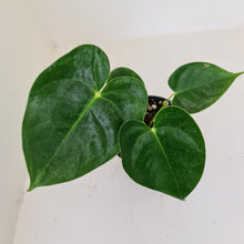 Load image into Gallery viewer, Anthurium Veitchii hybrid