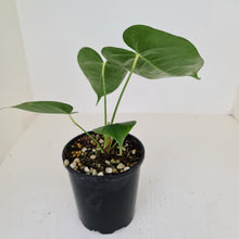 Load image into Gallery viewer, Anthurium Veitchii hybrid