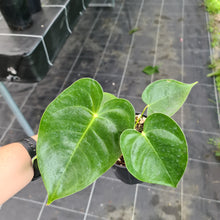 Load image into Gallery viewer, Anthurium Veitchii hybrid