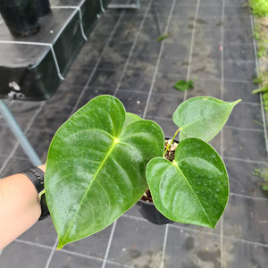 Anthurium Veitchii hybrid