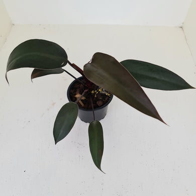 Philodendron Black Knight