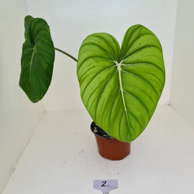 #2 Philodendron Pastazanum or Dean McDowell? - Rooted tip cutting