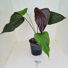 Load image into Gallery viewer, #12 Anthurium Bosworth Beauty