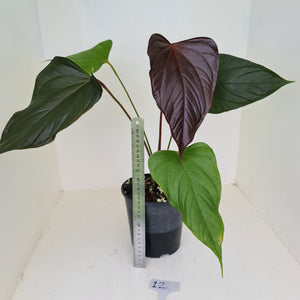 #12 Anthurium Bosworth Beauty