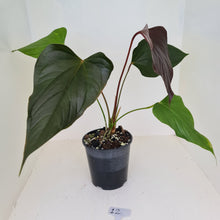 Load image into Gallery viewer, #12 Anthurium Bosworth Beauty