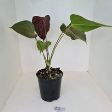 Load image into Gallery viewer, #12 Anthurium Bosworth Beauty