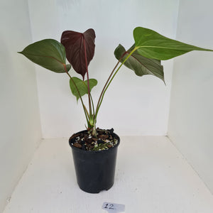 #12 Anthurium Bosworth Beauty