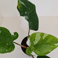 Load image into Gallery viewer, #2 Philodendron White Princess