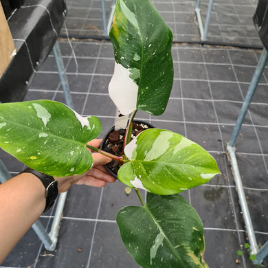 #2 Philodendron White Princess