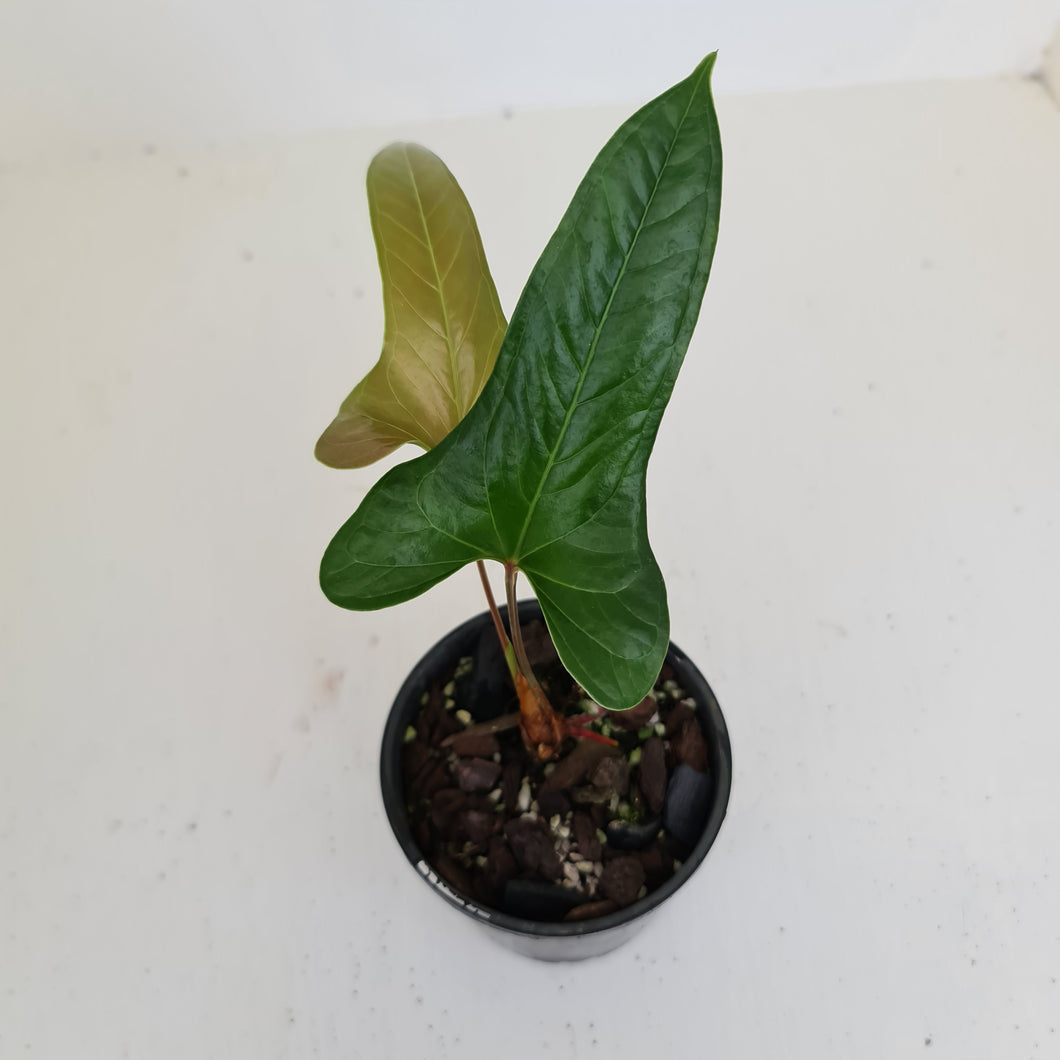 Anthurium Bogotense