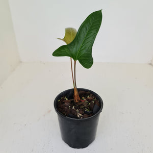 Anthurium Bogotense