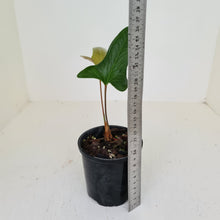 Load image into Gallery viewer, Anthurium Bogotense