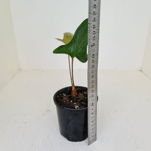 Anthurium Bogotense