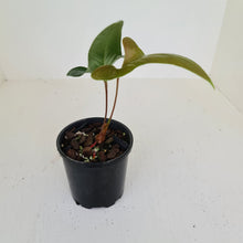 Load image into Gallery viewer, Anthurium Bogotense