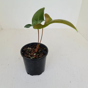 Anthurium Bogotense