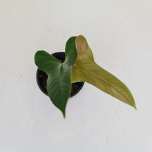 Load image into Gallery viewer, Anthurium Bogotense
