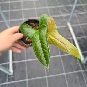 Anthurium Bogotense
