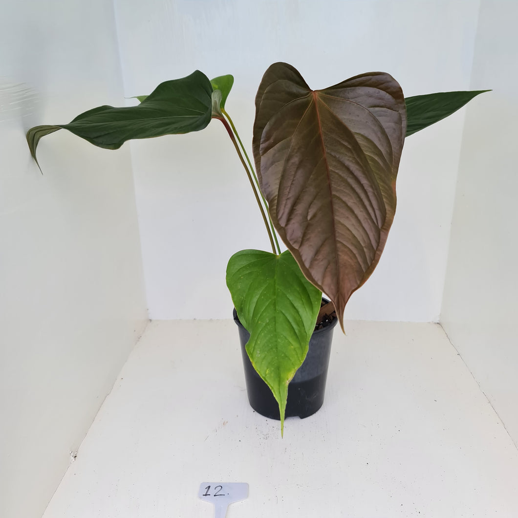 #12 Anthurium Bosworth Beauty