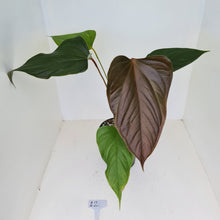 Load image into Gallery viewer, #12 Anthurium Bosworth Beauty