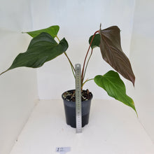 Load image into Gallery viewer, #12 Anthurium Bosworth Beauty