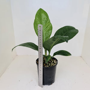 Anthurium Oxycarpum