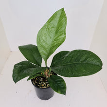 Load image into Gallery viewer, Anthurium Oxycarpum