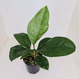 Anthurium Oxycarpum