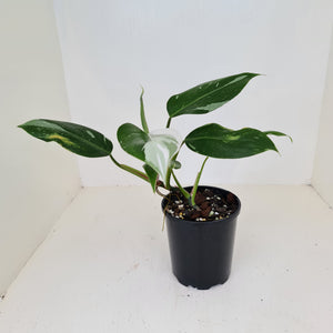 Philodendron White Princess