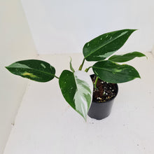 Load image into Gallery viewer, Philodendron White Princess