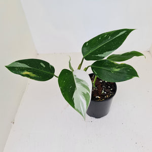 Philodendron White Princess