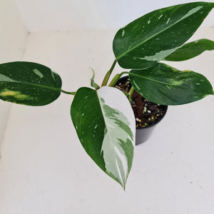 Philodendron White Princess