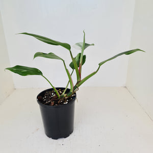 Philodendron White Princess