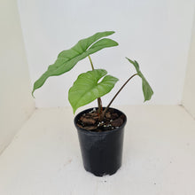 Load image into Gallery viewer, Alocasia Corazon