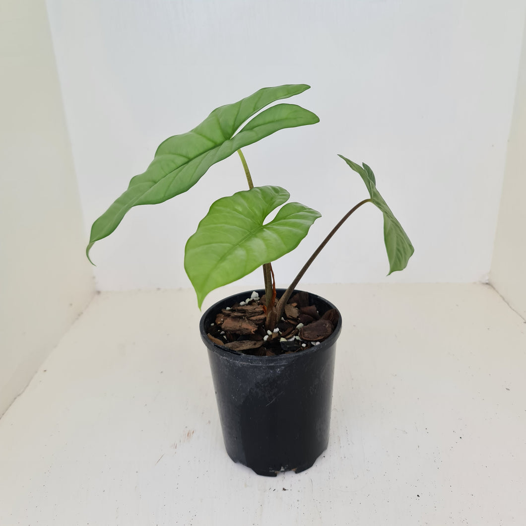 Alocasia Corazon