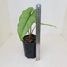 Load image into Gallery viewer, Alocasia Corazon