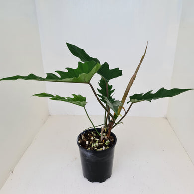 Philodendron Hendersons Delight
