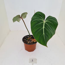 Load image into Gallery viewer, #1 Philodendron Gloriosum