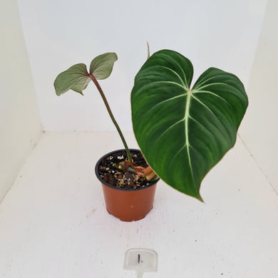 #1 Philodendron Gloriosum