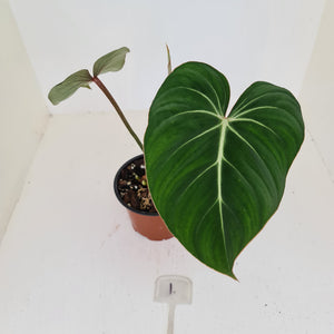 #1 Philodendron Gloriosum