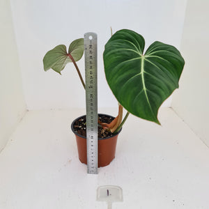 #1 Philodendron Gloriosum
