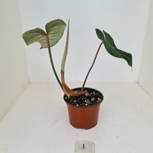Load image into Gallery viewer, #1 Philodendron Gloriosum