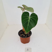 Load image into Gallery viewer, #1 Philodendron Gloriosum